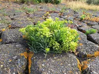 Schermbloemenfamilie [Apiaceae]
